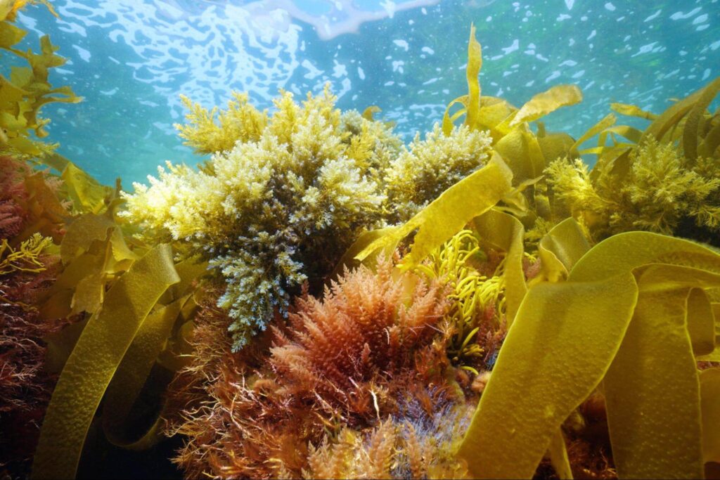 マグネシウムが多い海藻類