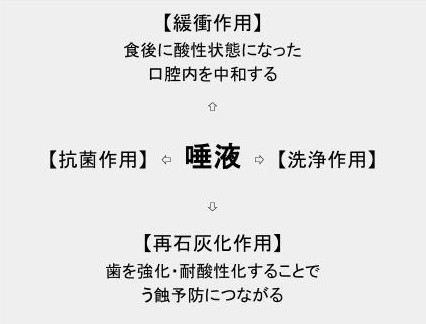 唾液の役割