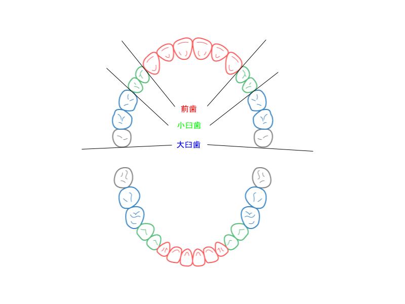 上下歯列の図（大臼歯・小臼歯・前歯の範囲についての説明付き）